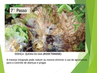 DOENÇA: QUEIMA DA SAIA (RIZOCTONIOSE)
O manejo integrado pode reduzir ou mesmo eliminar o uso de agrotóxicos
para o controle de doenças e pragas
7° Passo
 