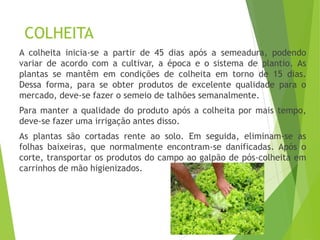 COLHEITA
A colheita inicia-se a partir de 45 dias após a semeadura, podendo
variar de acordo com a cultivar, a época e o sistema de plantio. As
plantas se mantêm em condições de colheita em torno de 15 dias.
Dessa forma, para se obter produtos de excelente qualidade para o
mercado, deve-se fazer o semeio de talhões semanalmente.
Para manter a qualidade do produto após a colheita por mais tempo,
deve-se fazer uma irrigação antes disso.
As plantas são cortadas rente ao solo. Em seguida, eliminam-se as
folhas baixeiras, que normalmente encontram-se danificadas. Após o
corte, transportar os produtos do campo ao galpão de pós-colheita em
carrinhos de mão higienizados.
 