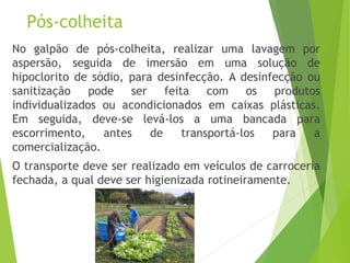 Pós-colheita
No galpão de pós-colheita, realizar uma lavagem por
aspersão, seguida de imersão em uma solução de
hipoclorito de sódio, para desinfecção. A desinfecção ou
sanitização pode ser feita com os produtos
individualizados ou acondicionados em caixas plásticas.
Em seguida, deve-se levá-los a uma bancada para
escorrimento, antes de transportá-los para a
comercialização.
O transporte deve ser realizado em veículos de carroceria
fechada, a qual deve ser higienizada rotineiramente.
 