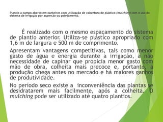 Plantio a campo aberto em canteiros com utilização de cobertura de plástico (mulching) com o uso do
sistema de irrigação por aspersão ou gotejamento.
É realizado com o mesmo espaçamento do sistema
de plantio anterior. Utiliza-se plástico apropriado com
1,6 m de largura e 500 m de comprimento.
Apresentam vantagens competitivas, tais como menor
gasto de água e energia durante a irrigação, a não
necessidade de capinar que propicia menor gasto com
mão de obra, colheita mais precoce e, portanto, a
produção chega antes no mercado e há maiores ganhos
de produtividade.
No período seco existe a inconveniência das plantas se
desidratarem mais facilmente, após a colheita. O
mulching pode ser utilizado até quatro plantios.
 