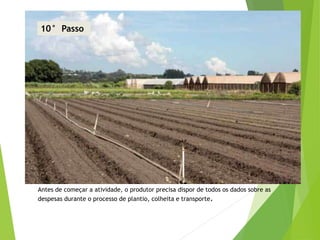 Antes de começar a atividade, o produtor precisa dispor de todos os dados sobre as
despesas durante o processo de plantio, colheita e transporte.
10° Passo
 