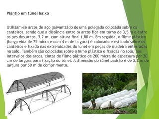 Plantio em túnel baixo
Utilizam-se arcos de aço galvanizado de uma polegada colocada sobre os
canteiros, sendo que a distância entre os arcos fica em torno de 3,5 m e entre
os pés dos arcos, 3,2 m, com altura final 1,80 m. Em seguida, o filme plástico
(longa vida de 75 micra e com 4 m de largura) é colocado e esticado sobre os
canteiros e fixado nas extremidades do túnel em peças de madeira enterradas
no solo. Também são colocadas sobre o filme plástico e fixadas no solo, nos
intervalos dos arcos, cintas de filme plástico de 200 micra de espessura por 20
cm de largura para fixação do túnel. A dimensão do túnel padrão é de 3,2 m de
largura por 50 m de comprimento.
 