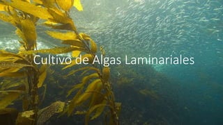 Cultivo de Algas Laminariales
 