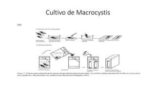 Cultivo de Macrocystis
 