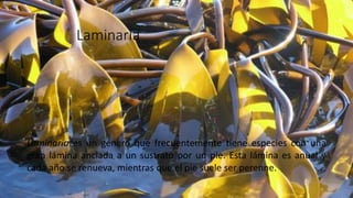 Laminaria
Laminaria es un género que frecuentemente tiene especies con una
gran lámina anclada a un sustrato por un pie. Esta lámina es anual y
cada año se renueva, mientras que el pie suele ser perenne.
 