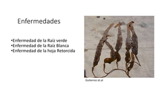Enfermedades
•Enfermedad de la Raíz verde
•Enfermedad de la Raíz Blanca
•Enfermedad de la hoja Retorcida
Gutierrez et.al
 