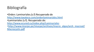 Bibliografía
•Orden: Laminariales.(s.f) Recuperado de
http://www.taxateca.com/ordenlaminariales.html
•Laminariales (s.f). Recuperado de:
http://www.ecured.cu/index.php/Laminariales
•http://www.imarpe.pe/imarpe/archivos/macro_algas/arch_macroal/
Macrocystis.pdf
 