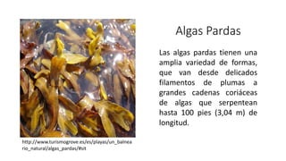 Algas Pardas
Las algas pardas tienen una
amplia variedad de formas,
que van desde delicados
filamentos de plumas a
grandes cadenas coriáceas
de algas que serpentean
hasta 100 pies (3,04 m) de
longitud.
http://www.turismogrove.es/es/playas/un_balnea
rio_natural/algas_pardas/#sit
 