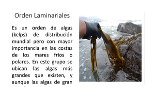 Orden Laminariales
Es un orden de algas
(kelps) de distribución
mundial pero con mayor
importancia en las costas
de los mares fríos o
polares. En este grupo se
ubican las algas más
grandes que existen, y
aunque las algas de gran
 