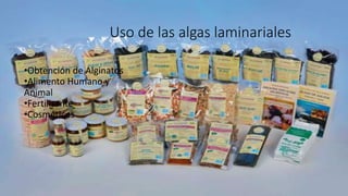 Uso de las algas laminariales
•Obtención de Alginatos
•Alimento Humano y
Animal
•Fertilizante
•Cosméticos
 