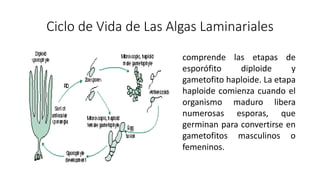 Ciclo de Vida de Las Algas Laminariales
comprende las etapas de
esporófito diploide y
gametofito haploide. La etapa
haploide comienza cuando el
organismo maduro libera
numerosas esporas, que
germinan para convertirse en
gametofitos masculinos o
femeninos.
 