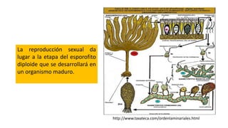 La reproducción sexual da
lugar a la etapa del esporofito
diploide que se desarrollará en
un organismo maduro.
http://www.taxateca.com/ordenlaminariales.html
 