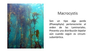 Macrocystis
Son un tipo alga parda
(Phaeophyta) perteneciente al
orden de las Laminariales.
Presenta una distribución bipolar
aún cuando según es circum-
subantártica.
 
