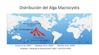 Distribución del Alga Macrocystis
 