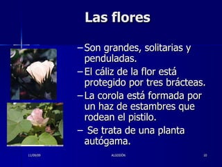 Las flores Son grandes, solitarias y penduladas.  El cáliz de la flor está protegido por tres brácteas. La corola está formada por un haz de estambres que rodean el pistilo. Se trata de una planta autógama. 11/09/09 ALGODÓN 