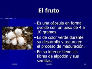 El fruto Es una cápsula en forma ovoide con un peso de 4 a 10 gramos.  Es de color verde durante su desarrollo y oscuro en el proceso de maduración. En su interior tiene las fibras de algodón y sus semillas. 11/09/09 ALGODÓN 