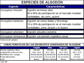 11/09/09 ALGODÓN 