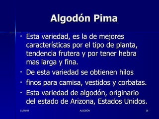 Algodón Pima Esta variedad, es la de mejores características por el tipo de planta, tendencia frutera y por tener hebra mas larga y fina.  De esta variedad se obtienen hilos  finos para camisa, vestidos y corbatas.  Esta variedad de algodón, originario del estado de Arizona, Estados Unidos.  11/09/09 ALGODÓN 