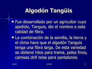 Algodón Tangüis Fue desarrollado por un agricultor cuyo apellido, Tanguis, dio el nombre a esta calidad de fibra.  La combinación de la semilla, la tierra y el clima hace que el algodón Tanguis tenga una fibra larga. De esta variedad se obtiene hilos para trama, polos finos, camisas drill telas para pantalones.  11/09/09 ALGODÓN 