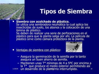 Tipos de Siembra Siembra con acolchado de plástico. Se utiliza una sembradora neumática la cual aplica los insecticidas de suelo, los abonos y la colocación de una lámina de plástico. Se deben de realizar una serie de perforaciones en el plástico para que la planta salga por ahí. La película de plástico sirve como cámara protectora de la planta. Ventajas de siembra con plástico : Asegura la germinación de la semilla por lo tanto asegura un buen ahorro de semilla. Mantienen unas T° mínimas de 4 a 5ºC por encima a la T°  que produce el medio exterior permitiendo así un desarrollo de la planta no interrumpido. 11/09/09 ALGODÓN 