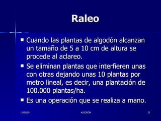 Raleo Cuando las plantas de algodón alcanzan un tamaño de 5 a 10 cm de altura se procede al aclareo.  Se eliminan plantas que interfieren unas con otras dejando unas 10 plantas por metro lineal, es decir, una plantación de 100.000 plantas/ha.  Es una operación que se realiza a mano. 11/09/09 ALGODÓN 