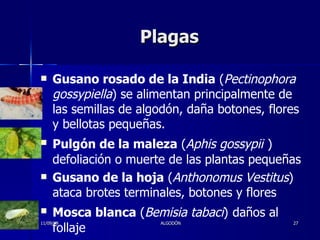 Plagas Gusano rosado de la India  ( Pectinophora gossypiella ) se alimentan principalmente de las semillas de algodón, daña botones, flores y bellotas pequeñas. Pulgón de la maleza  ( Aphis gossypii   ) defoliación o muerte de las plantas pequeñas Gusano de la hoja  ( Anthonomus Vestitus ) ataca brotes terminales, botones y flores Mosca blanca  ( Bemisia tabaci )   daños al follaje 11/09/09 ALGODÓN 
