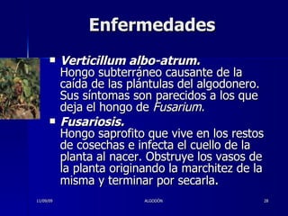 Enfermedades Verticillum albo-atrum. Hongo subterráneo causante de la caída de las plántulas del algodonero. Sus síntomas son parecidos a los que deja el hongo de  Fusarium . Fusariosis. Hongo saprofito que vive en los restos de cosechas e infecta el cuello de la planta al nacer. Obstruye los vasos de la planta originando la marchitez de la misma y terminar por secarla .  11/09/09 ALGODÓN 