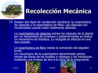 Recolección Mecánica Existen dos tipos de recolección mecánica: la cosechadora de cápsulas y la cosechadora de fibra. Las cápsulas son recolectadas cuando están totalmente abiertas. La  cosechadora de cápsulas  extrae las cápsulas de la planta por un mecanismo de arranque y posteriormente se realiza un mecanismo de limpieza. La recogida se efectúa en una sola pasada. La  cosechadora de fibra  realiza la extracción del algodón bruto. Un mecanismo de la cosechadora denominado peines retiran las fibras de los husillos o vástagos y las introducen mediante una trompa de aire a la tolva de la maquinaria.   11/09/09 ALGODÓN 