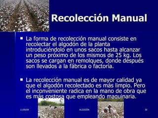 Recolección Manual La forma de recolección manual consiste en recolectar el algodón de la planta introduciéndolo en unos sacos hasta alcanzar un peso próximo de los mismos de 25 kg. Los sacos se cargan en remolques, donde después son llevados a la fábrica o factoría. La recolección manual es de mayor calidad ya que el algodón recolectado es más limpio. Pero el inconveniente radica en la mano de obra que es más costosa que empleando maquinaria.  11/09/09 ALGODÓN 