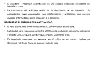  El arándano (Vaccinium corymbosum) es una especie introducida procedente del
hemisferio norte.
 La importancia del arándano reside en la abundancia de su contenido de
antioxidantes, cuyas propiedades son antiiflamatorias y antibióticas, para prevenir
diversas enfermedades como el cáncer o el alzheimer.
HECTAREAS PLANTADAS EN LA ACTUALIDAD.
 El Perú el año 2013 tuvo 650 hectáreas a 3,200 hectáreas el año 2016.
 La Libertad es la región que concentra el 90% de la producción nacional de arándanos
y el resto Lima, Arequipa, Lambayeque, Ancash, Cajamarca e Ica.
 Es importante mencionar los avances en el cultivo de los berries hechas por
Camposol y el Grupo Rocio en la costa norte del pais
 