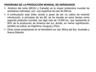PANORAMA DE LA PRODUCCIÓN MUNDIAL DE ARÁNDANOS.
 América del norte (EEUU y Canadá) es la mayor productora mundial de
arándanos cultivados, con una superficie de casi 44.000 ha.
 A continuación está Chile, donde a pesar de ser un cultivo de reciente
introducción, a principios de los 80, se ha situado en poco tiempo como
segundo productor mundial, con algo más de 13.000 ha., que represente el
90% de la producción de América del sur, donde, en menor significación,
también se cultiva, en Argentina, Uruguay y Perú.
 Otras zonas productoras en el hemisferio sur son África del Sur, Australia y
Nueva Zelanda.
 