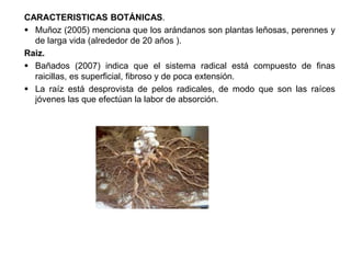 CARACTERISTICAS BOTÁNICAS.
 Muñoz (2005) menciona que los arándanos son plantas leñosas, perennes y
de larga vida (alrededor de 20 años ).
Raiz.
 Bañados (2007) indica que el sistema radical está compuesto de finas
raicillas, es superficial, fibroso y de poca extensión.
 La raíz está desprovista de pelos radicales, de modo que son las raíces
jóvenes las que efectúan la labor de absorción.
 