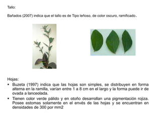 Tallo:
Bañados (2007) indica que el tallo es de Tipo leñoso, de color oscuro, ramificado.
Hojas:
 Buzeta (1997) indica que las hojas son simples, se distribuyen en forma
alterna en la ramilla, varían entre 1 a 8 cm en el largo y la forma puede ir de
ovada a lanceolada.
 Tienen color verde pálido y en otoño desarrollan una pigmentación rojiza.
Posee estomas solamente en el envés de las hojas y se encuentran en
densidades de 300 por mm2
 