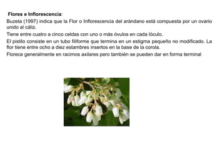 Flores e Inflorescencia:
Buzeta (1997) indica que la Flor o Inflorescencia del arándano está compuesta por un ovario
unido al cáliz.
Tiene entre cuatro a cinco celdas con uno o más óvulos en cada lóculo.
El pistilo consiste en un tubo filiforme que termina en un estigma pequeño no modificado. La
flor tiene entre ocho a diez estambres insertos en la base de la corola.
Florece generalmente en racimos axilares pero también se pueden dar en forma terminal
 