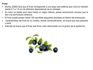 Fruto:
 Muñoz (2005) dice que el fruto corresponde a una baya casi esférica que varía en tamaño
desde 0.7 a 1.5 cm de diámetro dependiendo de la variedad.
 Su color va desde azul claro hasta un negro intenso, posee secreciones cerosas que le
dan una terminación atractiva.
 El fruto puede poseer hasta 100 semillitas pequeñas ubicadas al interior del endocarpio.
 Característica del fruto es su cicatriz, donde comercialmente, se busca que sea pequeña
y seca.
 Además se busca que el fruto sea firme, esto relacionado con el grosor de la epidermis.
 