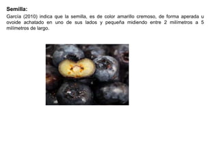 Semilla:
García (2010) indica que la semilla, es de color amarillo cremoso, de forma aperada u
ovoide achatado en uno de sus lados y pequeña midiendo entre 2 milímetros a 5
milímetros de largo.
 