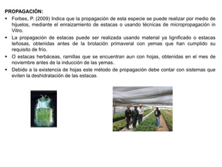 PROPAGACIÓN:
 Forbes, P. (2009) Indica que la propagación de esta especie se puede realizar por medio de
hijuelos, mediante el enraizamiento de estacas o usando técnicas de micropropagación in
Vitro.
 La propagación de estacas puede ser realizada usando material ya lignificado o estacas
leñosas, obtenidas antes de la brotación primaveral con yemas que han cumplido su
requisito de frío.
 O estacas herbáceas, ramillas que se encuentran aun con hojas, obtenidas en el mes de
noviembre antes de la inducción de las yemas.
 Debido a la existencia de hojas este método de propagación debe contar con sistemas que
eviten la deshidratación de las estacas.
 
