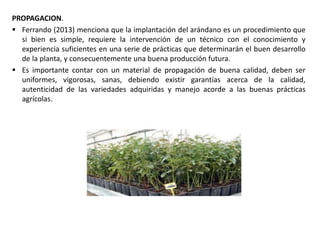 PROPAGACION.
 Ferrando (2013) menciona que la implantación del arándano es un procedimiento que
si bien es simple, requiere la intervención de un técnico con el conocimiento y
experiencia suficientes en una serie de prácticas que determinarán el buen desarrollo
de la planta, y consecuentemente una buena producción futura.
 Es importante contar con un material de propagación de buena calidad, deben ser
uniformes, vigorosas, sanas, debiendo existir garantías acerca de la calidad,
autenticidad de las variedades adquiridas y manejo acorde a las buenas prácticas
agrícolas.
 