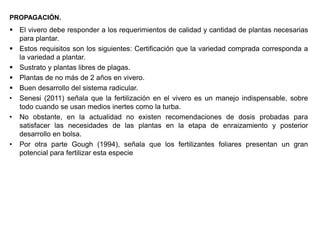 PROPAGACIÓN.
 El vivero debe responder a los requerimientos de calidad y cantidad de plantas necesarias
para plantar.
 Estos requisitos son los siguientes: Certificación que la variedad comprada corresponda a
la variedad a plantar.
 Sustrato y plantas libres de plagas.
 Plantas de no más de 2 años en vivero.
 Buen desarrollo del sistema radicular.
• Senesi (2011) señala que la fertilización en el vivero es un manejo indispensable, sobre
todo cuando se usan medios inertes como la turba.
• No obstante, en la actualidad no existen recomendaciones de dosis probadas para
satisfacer las necesidades de las plantas en la etapa de enraizamiento y posterior
desarrollo en bolsa.
• Por otra parte Gough (1994), señala que los fertilizantes foliares presentan un gran
potencial para fertilizar esta especie
 