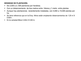 DENSIDAD DE PLANTACIÓN.
 De 2,000 a 2, 500 plantones por hectárea.
 Con un distanciamiento de tres metros entre hileras y 1 metro entre plantas.
 Aunque hay plantaciones recientemente instaladas, con 5,000 a 10,000 plantas por
ha.
 Se tiene referencia que en la Emp. Athos están empleando distanciamientos de 1.20 m X
0.60m .
 En la variedad Biloxi 2.40m X 0.60 m.
 