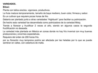 VARIDADES.
Biloxi:
Planta con tallos erectos, vigorosos, productivos.
La fruta madura tempranamente, tamaño de baya mediano, buen color, firmeza y sabor.
Es un cultivar que requiere pocas horas de frio.
Debería ser plantado junto a otras variedades “Highbush” para facilitar su polinización.
De hecho esta variedad fue desarrollada como polinizadora de la variedad Misty.
Tiende a florecer y fructificar 2 veces al año, siendo en algunos casos la segunda
fructificación no deseada.
La variedad más plantada en México en zonas donde no hay frío invernal con muy buenas
producciones y enormes expectativas.
Requiere del orden de 200 horas frío.
por su floración muy temprana podría ser afectada por las heladas por lo que se puede
sembrar en valles, con cobertura de malla.
 