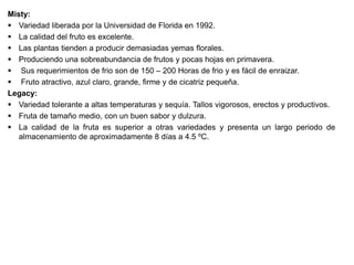 Misty:
 Variedad liberada por la Universidad de Florida en 1992.
 La calidad del fruto es excelente.
 Las plantas tienden a producir demasiadas yemas florales.
 Produciendo una sobreabundancia de frutos y pocas hojas en primavera.
 Sus requerimientos de frio son de 150 – 200 Horas de frio y es fácil de enraizar.
 Fruto atractivo, azul claro, grande, firme y de cicatriz pequeña.
Legacy:
 Variedad tolerante a altas temperaturas y sequía. Tallos vigorosos, erectos y productivos.
 Fruta de tamaño medio, con un buen sabor y dulzura.
 La calidad de la fruta es superior a otras variedades y presenta un largo periodo de
almacenamiento de aproximadamente 8 días a 4.5 ºC.
 