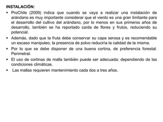 INSTALACIÓN:
 ProChile (2009) indica que cuando se vaya a realizar una instalación de
arándano es muy importante considerar que el viento es una gran limitante para
el desarrollo del cultivo del arándano, por lo menos en sus primeros años de
desarrollo, también se ha reportado caída de flores y frutos, reduciendo su
potencial.
 Además, dado que la fruta debe conservar su capa serosa y es recomendable
un escaso manipuleo, la presencia de polvo reduciría la calidad de la misma.
 Por lo que se debe disponer de una buena cortina, de preferencia forestal.
Perimetral.
 El uso de cortinas de malla también puede ser adecuada; dependiendo de las
condiciones climáticas.
 Las mallas requieren mantenimiento cada dos a tres años.
 