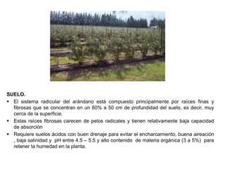 SUELO.
 El sistema radicular del arándano está compuesto principalmente por raíces finas y
fibrosas que se concentran en un 80% a 50 cm de profundidad del suelo, es decir, muy
cerca de la superficie.
 Estas raíces fibrosas carecen de pelos radicales y tienen relativamente baja capacidad
de absorción
 Requiere suelos ácidos con buen drenaje para evitar el encharcamiento, buena aireación
, baja salinidad y pH entre 4.5 – 5.5 y alto contenido de materia orgánica (3 a 5%) para
retener la humedad en la planta.
 
