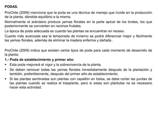 PODAS.
ProChile (2009) menciona que la poda es una técnica de manejo que incide en la producción
de la planta, dándole equilibrio a la misma.
Normalmente el arándano produce yemas florales en la parte apical de los brotes, los que
posteriormente se convierten en racimos frutales.
La época de poda adecuada es cuando las plantas se encuentran en receso.
Cuanto más avanzada sea la temporada de invierno se podrá diferenciar mejor y fácilmente
las yemas florales, además de eliminar la madera enferma y dañada .
ProChile (2009) indica que existen varios tipos de poda para cada momento de desarrollo de
la planta:
1.- Poda de establecimiento y primer año:
 Esta poda mejorará el vigor y la sobrevivencia de la planta.
 Se deben remover todas las yemas florales inmediatamente después de la plantación y
también, preferiblemente, después del primer año de establecimiento.
 Si las plantas sembradas son plantas con cepellón en bolsa, se debe cortar las puntas de
las plantas cuando se realiza el trasplante, pero si estas son plántulas no es necesario
hacer esta actividad.
 