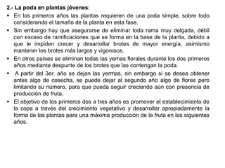 2.- La poda en plantas jóvenes:
 En los primeros años las plantas requieren de una poda simple, sobre todo
considerando el tamaño de la planta en esta fase.
 Sin embargo hay que asegurarse de eliminar toda rama muy delgada, débil
con exceso de ramificaciones que se forma en la base de la planta, debido a
que le impiden crecer y desarrollar brotes de mayor energía, asimismo
mantener los brotes más largos y vigorosos.
 En otros países se eliminan todas las yemas florales durante los dos primeros
años mediante despunte de los brotes que las contengan la poda.
 A partir del 3er. año se dejan las yermas, sin embargo si se desea obtener
antes algo de cosecha, se puede dejar al segundo año algo de flores pero
limitando su número, para que pueda seguir creciendo aún con presencia de
producción de fruta.
 El objetivo de los primeros dos a tres años es promover el establecimiento de
la copa a través del crecimiento vegetativo y desarrollar apropiadamente la
forma de las plantas para una máxima producción de la fruta en los siguientes
años.
 