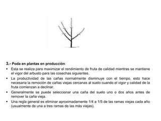 3.- Poda en plantas en producción:
 Esta se realiza para maximizar el rendimiento de fruta de calidad mientras se mantiene
el vigor del arbusto para las cosechas siguientes.
 La productividad de las cañas normalmente disminuye con el tiempo, esto hace
necesaria la remoción de cañas viejas cercanas al suelo cuando el vigor y calidad de la
fruta comienzan a declinar.
 Generalmente se puede seleccionar una caña del suelo uno o dos años antes de
remover la caña vieja.
 Una regla general es eliminar aproximadamente 1/4 a 1/5 de las ramas viejas cada año
(usualmente de una a tres ramas de las más viejas).
 
