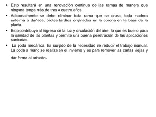  Esto resultará en una renovación continua de las ramas de manera que
ninguna tenga más de tres o cuatro años.
 Adicionalmente se debe eliminar toda rama que se cruza, toda madera
enferma o dañada, brotes tardíos originados en la corona en la base de la
planta.
 Esto contribuye al ingreso de la luz y circulación del aire, lo que es bueno para
la sanidad de las plantas y permite una buena penetración de las aplicaciones
sanitarias.
 La poda mecánica, ha surgido de la necesidad de reducir el trabajo manual.
La poda a mano se realiza en el invierno y es para remover las cañas viejas y
dar forma al arbusto.
 