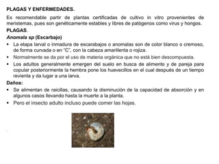 PLAGAS Y ENFERMEDADES.
Es recomendable partir de plantas certificadas de cultivo in vitro provenientes de
meristemas, pues son genéticamente estables y libres de patógenos como virus y hongos.
PLAGAS.
Anomala sp (Escarbajo)
 La etapa larval o inmadura de escarabajos o anomalas son de color blanco o cremoso,
de forma curvada o en “C”, con la cabeza amarillenta o rojiza.
 Normalmente se da por el uso de materia orgánica que no está bien descompuesta.
 Los adultos generalmente emergen del suelo en busca de alimento y de pareja para
copular posteriormente la hembra pone los huevecillos en el cual después de un tiempo
revienta y da lugar a una larva.
Daños:
 Se alimentan de raicillas, causando la disminución de la capacidad de absorción y en
algunos casos llevando hasta la muerte a la planta.
 Pero el insecto adulto incluso puede comer las hojas.
.
 