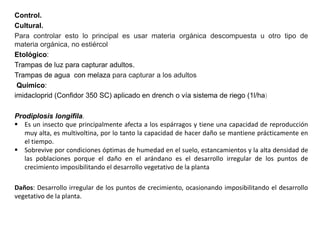 Control.
Cultural.
Para controlar esto lo principal es usar materia orgánica descompuesta u otro tipo de
materia orgánica, no estiércol
Etológico:
Trampas de luz para capturar adultos.
Trampas de agua con melaza para capturar a los adultos
Químico:
imidacloprid (Confidor 350 SC) aplicado en drench o vía sistema de riego (1l/ha)
Prodiplosis longifila.
 Es un insecto que principalmente afecta a los espárragos y tiene una capacidad de reproducción
muy alta, es multivoltina, por lo tanto la capacidad de hacer daño se mantiene prácticamente en
el tiempo.
 Sobrevive por condiciones óptimas de humedad en el suelo, estancamientos y la alta densidad de
las poblaciones porque el daño en el arándano es el desarrollo irregular de los puntos de
crecimiento imposibilitando el desarrollo vegetativo de la planta
Daños: Desarrollo irregular de los puntos de crecimiento, ocasionando imposibilitando el desarrollo
vegetativo de la planta.
 
